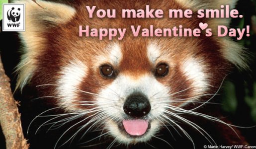 vday_redpanda.jpg