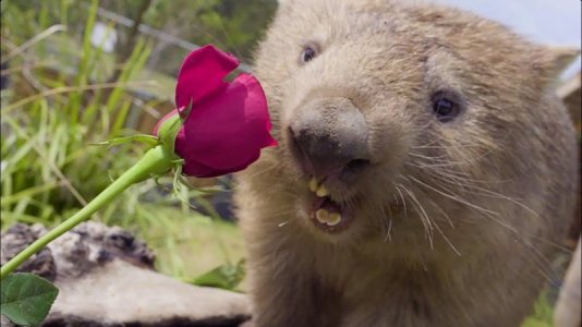 wombat.valentine.jpg