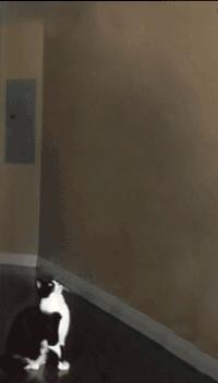 Cat Alien Abduction.gif