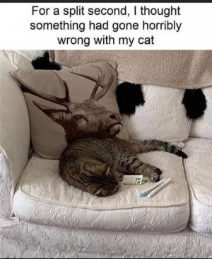377C96E8-D6C8-4085-A1EE-3A6C9816C89A.jpeg