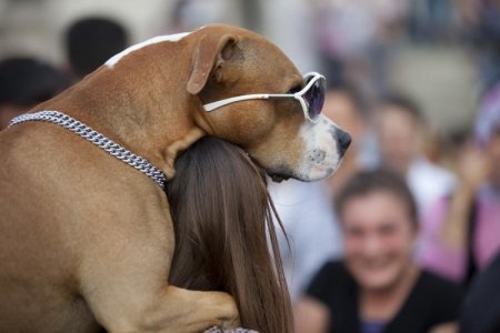 funny-dog.jpg