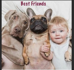 baby dogs.jpg
