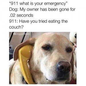 911 Dog.JPG