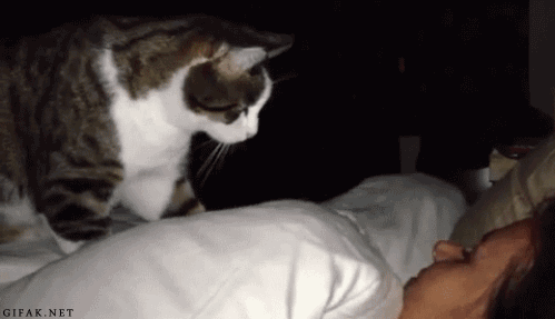 tumblr_nywmeyF6MM1shn04do1_500.gif