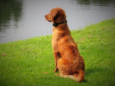 Foxy July 2014.JPG