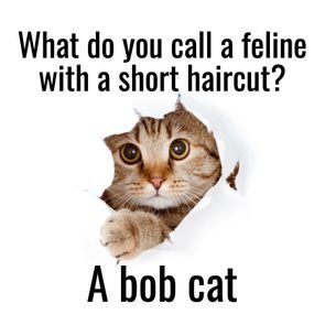 cat-jokes-bob-cat.jpg