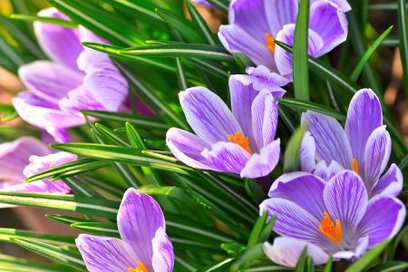 flowers-7798465__480.jpg