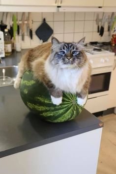wtr mln cat.jpg