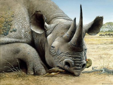 black-rhino-harro-maass.jpg