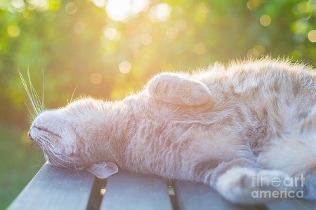 playful-domestic-cat-lying-on-wooden-fabio-lamanna.jpg