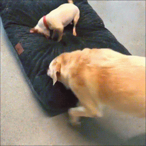 dogs-animals-being-jerks.gif