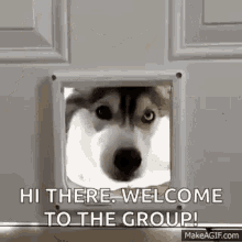 welcome husky-huskies.gif