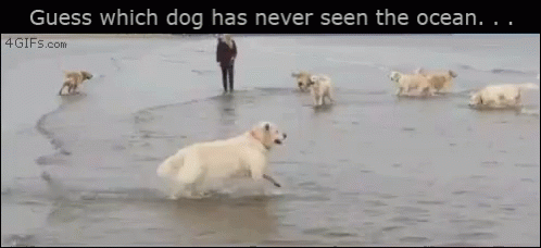funny-dog.gif