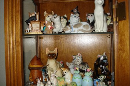 catcollection.JPG