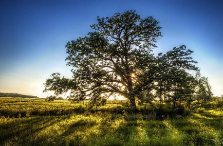 sunset-oak-scott-norris.jpg