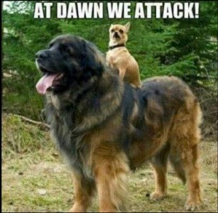 attack.jpg