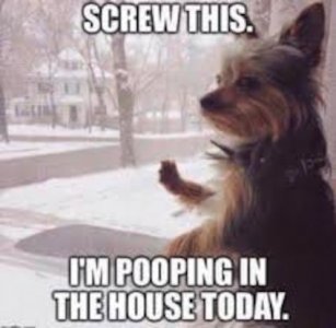 pooping.jpg