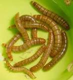 mealworms.jpg