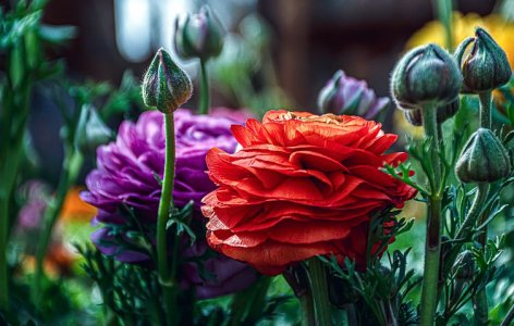 flowers-7796295__480.jpg