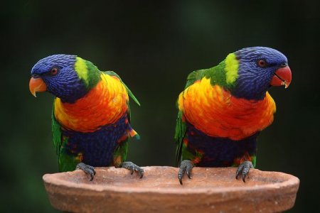 rainbow-lorikeets-686100__480.jpg