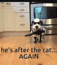 starwars-funny-dog.gif