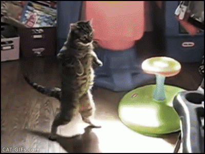 Drunk Cat.gif