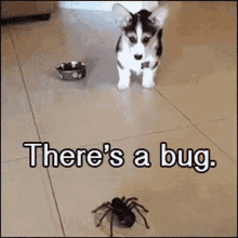 theres-a-bug-no-its-a-spider.gif