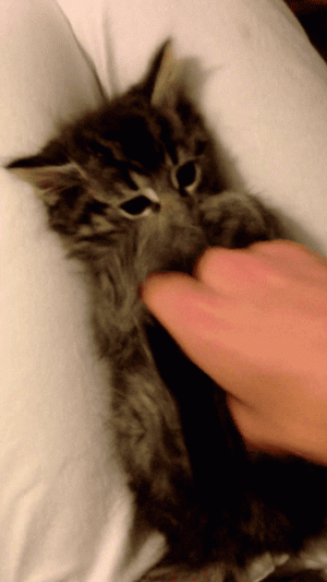 YWER.gif
