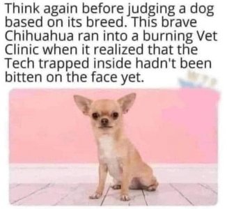 CHUHUAHUA.jpg