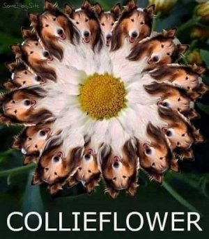 collie flower.jpg
