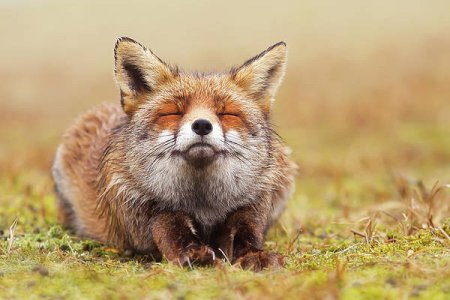 the-smiling-fox-roeselien-raimond.jpg