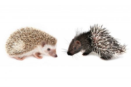 Hedgehog-vs-Porcupine-Are-They-The-Same.jpg