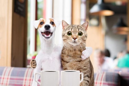 cute-dog-cat-sitting-embracing-over-cup-coffee-cafe-cute-dog-cat-sitting-embracing-cafe-170289...jpg