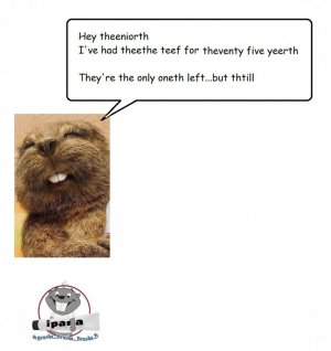 bucky beaver.jpg