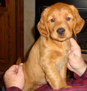 Foxy 7 Weeks.JPG