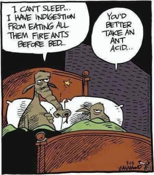 ants.jpg