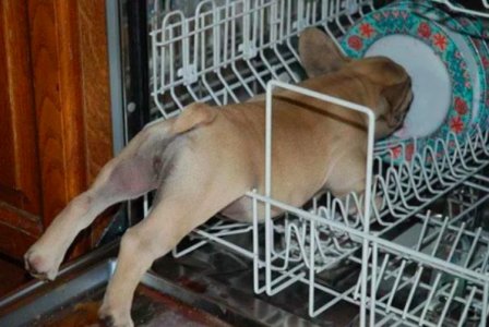 dog2.jpg
