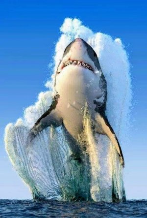 tumblr_3dfb52ab7c3e371654b67e245a12a196_33123b41_540.jpg