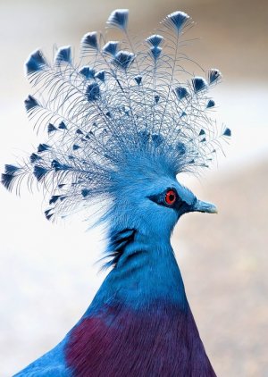 crowned-bird.jpg