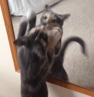 tumblr_otvu1goMZ91t1a1iao1_400.gif