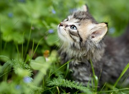 catinfield.jpg
