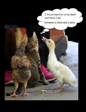cluck duck.jpg