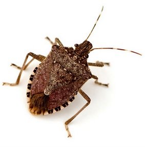 stinkbug.jpg