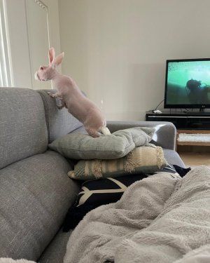 mr.bigglesworthx.jpg