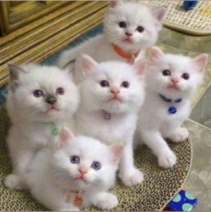 Kittens.jpeg
