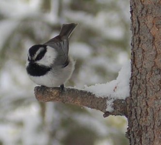 winter buddy.jpg