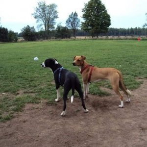 Lennie&Carl@Waggs&WhiskersPark_1.jpg