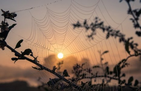 spiderwebsunset.jpg