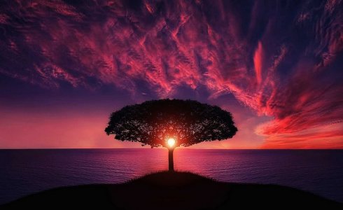 sunset-tree.jpg