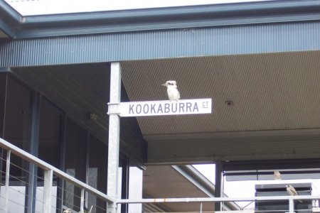 kkoa.JPG